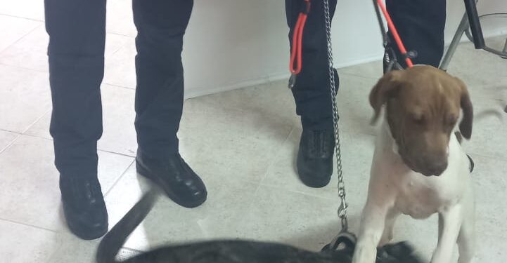 Cani maltrattati a Battipaglia: intervengono ASL e Polizia Municipale