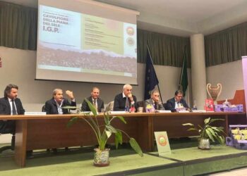 Il Cavolfiore della Piana del Sele è prodotto IGP: tradizione e innovazione per un prodotto unico