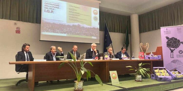Il Cavolfiore della Piana del Sele è prodotto IGP: tradizione e innovazione per un prodotto unico