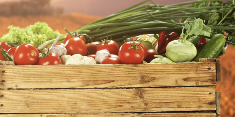 Agricoltura, la Campania cresce nella coltura protetta del pomodoro da mensa. Confagricoltura: “Nuove sfide all’orizzonte”