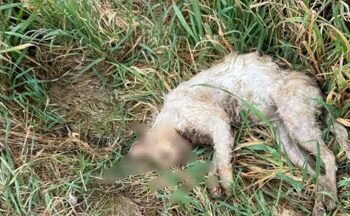 Buccino, allarme avvelenamento di gatti: scatta la denuncia