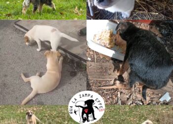Nuova ondata di abbandoni di cani nel Vallo di Diano: l’allarme di “Qua la Zampa Effe”