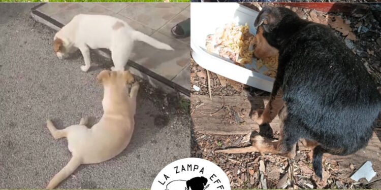 Nuova ondata di abbandoni di cani nel Vallo di Diano: l’allarme di “Qua la Zampa Effe”