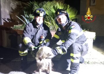 I Vigili del Fuoco salvano un cane caduto in un canale a Salerno