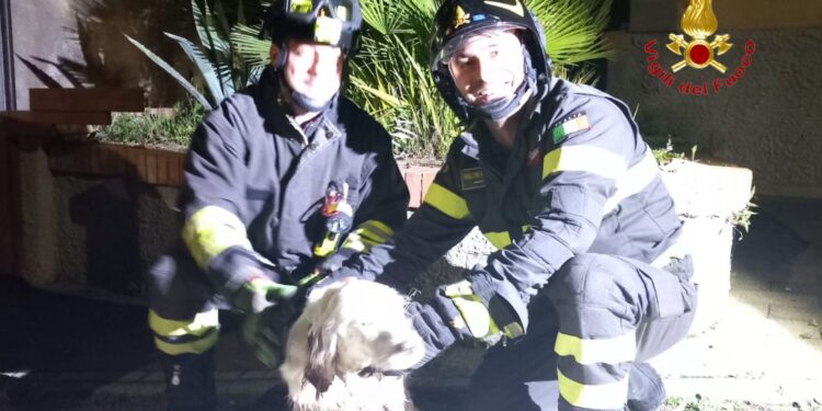 I Vigili del Fuoco salvano un cane caduto in un canale a Salerno