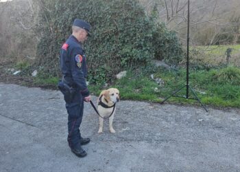 Cani avvelenati a Montesano sulla Marcellana. Indagini in corso, sospetti anche sui ladri