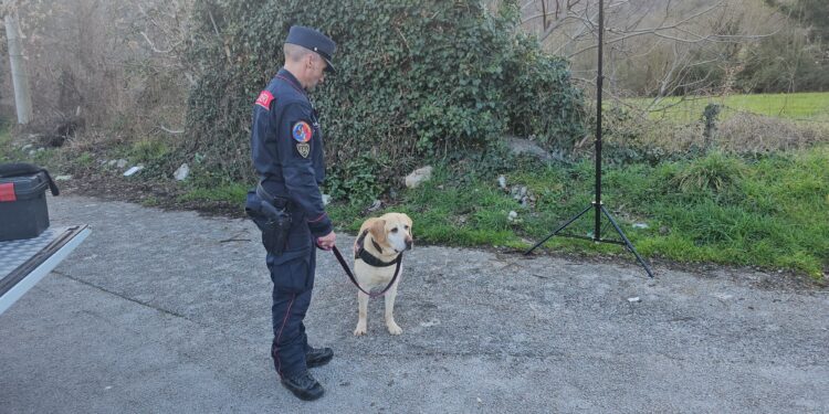 Cani avvelenati a Montesano sulla Marcellana. Indagini in corso, sospetti anche sui ladri