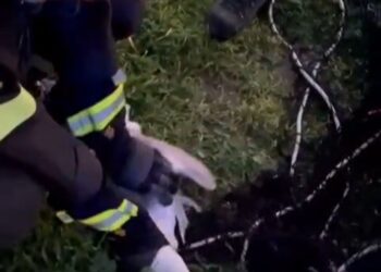 A Salerno padre e figlio vigili del fuoco salvano la vita a un gabbiano e lo liberano sul lungomare