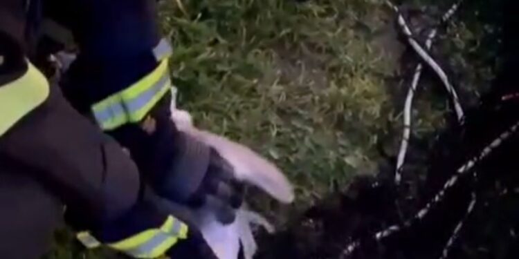 A Salerno padre e figlio vigili del fuoco salvano la vita a un gabbiano e lo liberano sul lungomare
