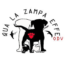 Quattro storie incredibili di cani prima e dopo l’adozione, la campagna contro il randagismo di “Qua la Zampa Effe”