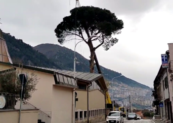 Sala Consilina saluta lo storico pino. L’Amministrazione: “Intervento necessario”