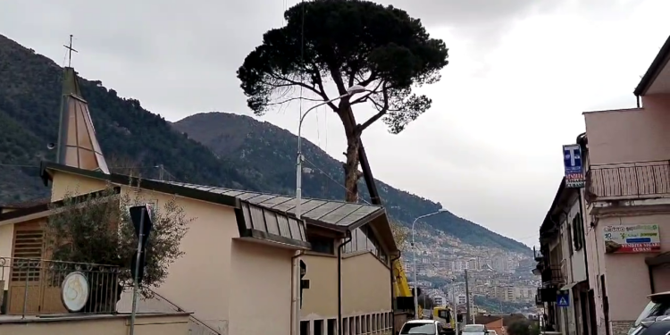 Sala Consilina saluta lo storico pino. L’Amministrazione: “Intervento necessario”