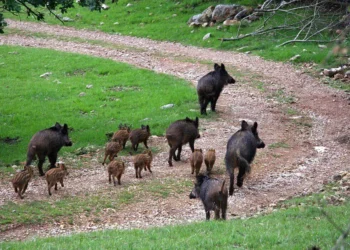 Basilicata: presentato il progetto “Filiera del cinghiale” per la gestione della fauna selvatica