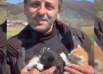 Tre gattini condannati alla morte e salvati da un eroe silenzioso: il gesto di Enzo Vespoli
