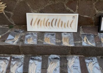 Caselle in Pittari presenta BGCip Borgoteca, la biblioteca del grano nel centro storico