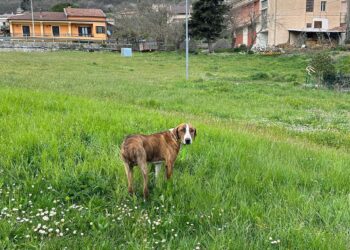 Sfreccia a tutta velocità nel cuore di Atena Lucana e investe un cane: rabbia dei cittadini
