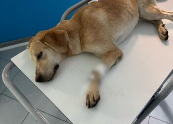 Gesto crudele a Sanza: avvelenati due cani in una proprietà privata