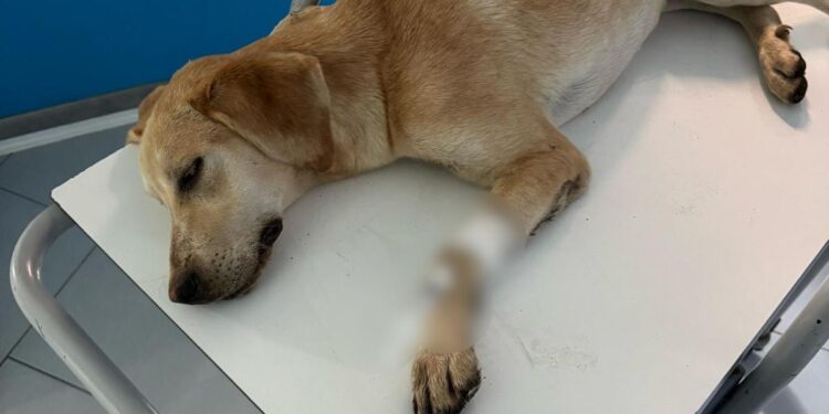 Gesto crudele a Sanza: avvelenati due cani in una proprietà privata