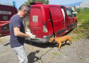 La procura di Salerno chiede il processo per proprietari dei pitbull che uccisero il piccolo Francesco Pio a Eboli