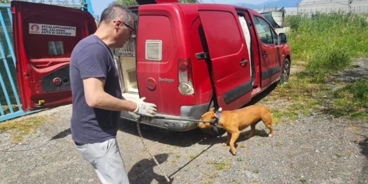 La procura di Salerno chiede il processo per proprietari dei pitbull che uccisero il piccolo Francesco Pio a Eboli