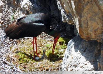 La cicogna nera torna nel Parco del Cilento: scoperto e fotografato un nuovo nido