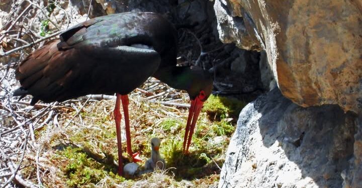 La cicogna nera torna nel Parco del Cilento: scoperto e fotografato un nuovo nido
