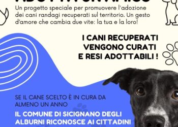 Sicignano degli Alburni. Contributi economici a chi sterilizza o adotta un cane