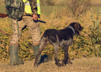 Approvato il nuovo calendario venatorio 2025-2026 in Basilicata: via alla caccia dal 1° ottobre