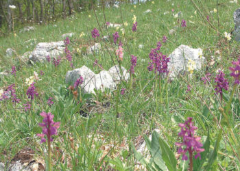 Sassano celebra la 25esima edizione della “Festa della Valle delle Orchidee”: appuntamento dal 31 maggio al 2 giugno 2