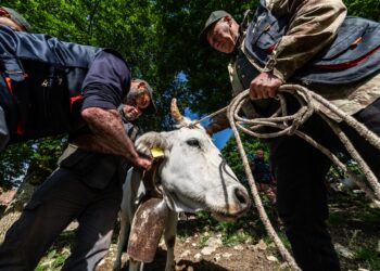 Transumanza a Corleto Monforte: turismo esperienziale con gli allevatori