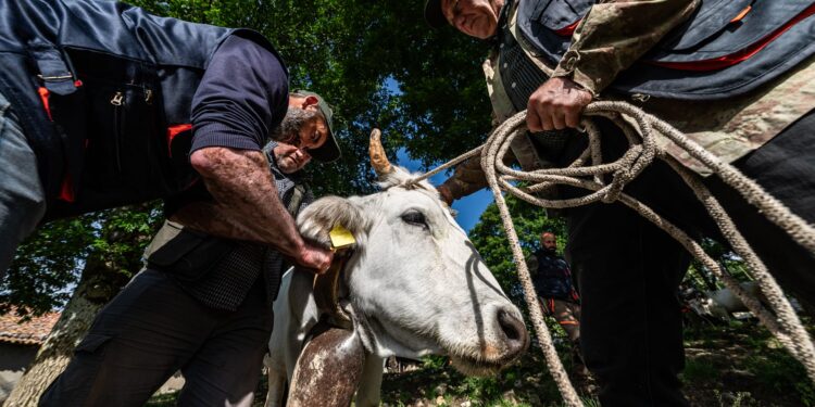 Transumanza a Corleto Monforte: turismo esperienziale con gli allevatori