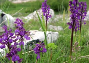 Un tesoro naturale nel Vallo di Diano. Tutto pronto per la “Valle delle Orchidee”