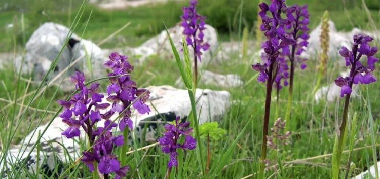 Un tesoro naturale nel Vallo di Diano. Tutto pronto per la “Valle delle Orchidee”