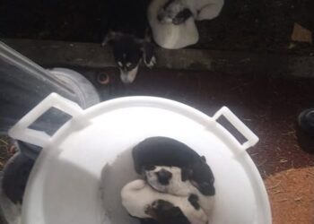 San Rufo, cagnolina legata ed abbandonata con i 6 suoi cuccioli in strada. La denuncia del vice sindaco Setaro