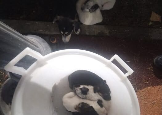 San Rufo, cagnolina legata ed abbandonata con i 6 suoi cuccioli in strada. La denuncia del vice sindaco Setaro