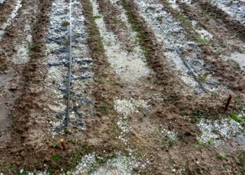 Sala Consilina colpita da bomba d’acqua e grandine: il Comune vicino ad agricoltori e cittadini