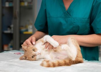 Sterilizzazioni fraudolente di gatti: l’Asl Salerno annuncia controlli e possibili denunce