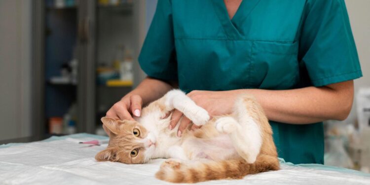 Sterilizzazioni fraudolente di gatti: l’Asl Salerno annuncia controlli e possibili denunce