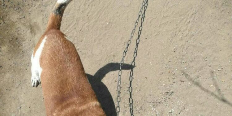 Cani maltrattati nel Vallo di Diano, quattro denunciati. Proprietari accusati di resistenza