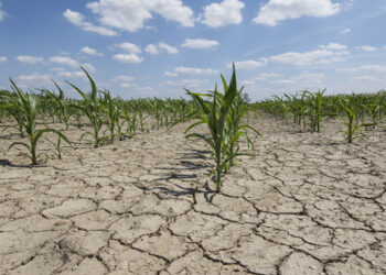 Emergenza idrica in Basilicata, l’appello dei giovani agricoltori: “Non è mancata solo l’acqua. È mancata la politica”