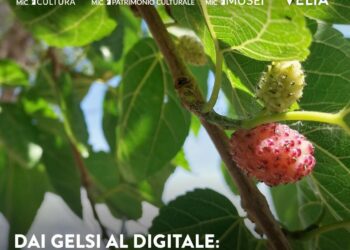 A Velia “Dai gelsi al digitale”. Il parco archeologico presenta la nuova app e valorizza il ruolo del gelso