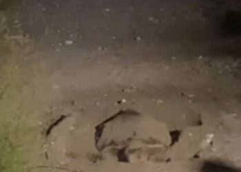 Per la prima volta una tartaruga nidifica a Pioppi. Il video è emozionante