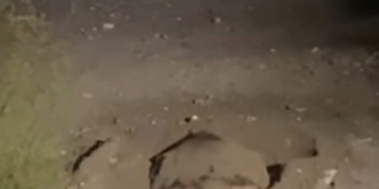 Per la prima volta una tartaruga nidifica a Pioppi. Il video è emozionante