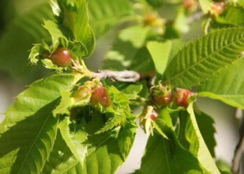 Emergenza cinipide del castagno nel Cilento: Coldiretti Salerno chiede interventi urgenti