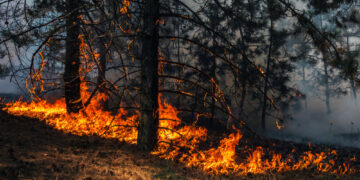 Incendi in Cilento: le fiamme colpiscono Agropoli, Pisciotta e Ascea