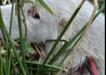 Cane ferito da un colpo di balestra a Sicignano degli Alburni