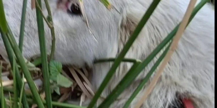 Cane ferito da un colpo di balestra a Sicignano degli Alburni