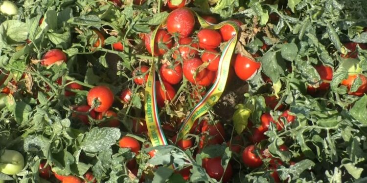 Coldiretti Campania, al via la raccolta di pomodoro: numeri in crescita fra tutte le tipologie