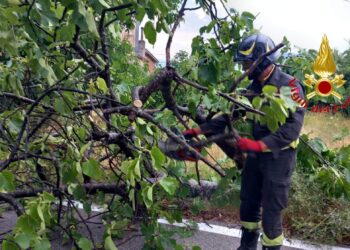 Maltempo a Montesano sulla Marcellana: albero cade sulla carreggiata, intervengono i Vigili del Fuoco