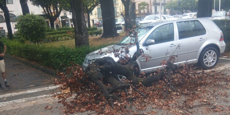Sant’Arsenio, grosso ramo cade su un’auto